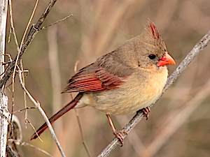 Northern Cardinal - Female